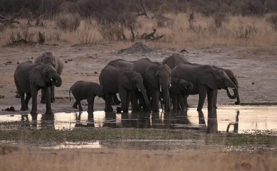 55 con voi chết đói ở Zimbabwe do hạn hán kỷ lục