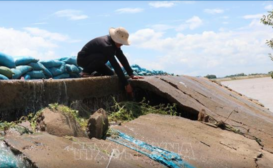 Đê bao Quảng Điền xuống cấp nghiêm trọng