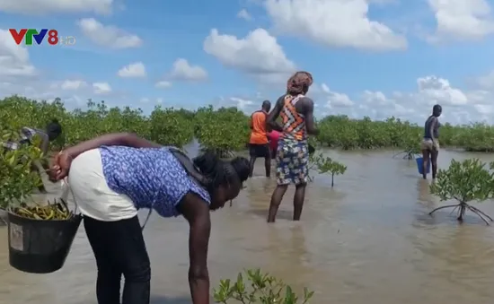 Dự án trồng rừng lớn nhất thế giới tại Senegal