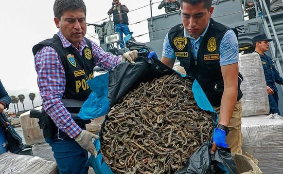 Peru bắt các đối tượng buôn lậu hơn 12 triệu con cá ngựa