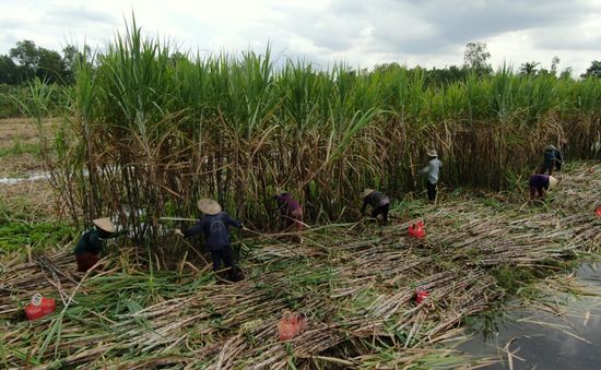 Người trồng mía Hậu Giang tìm cách giảm chi phí