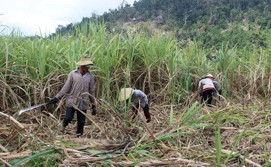 Liên tiếp nhiều vụ "mía đắng", nông dân tìm hướng đi mới