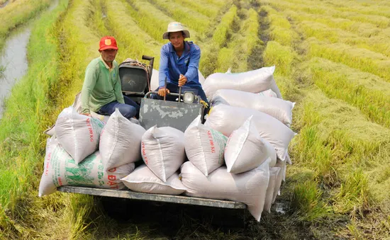 Nghịch lý gạo Việt: Ngon nhất thế giới nhưng bán với “giá bèo”