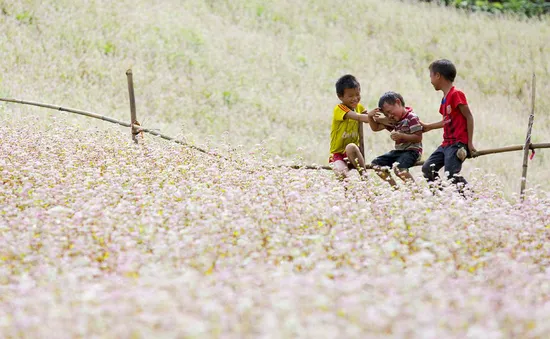 Mê đắm mùa tam giác mạch ở Hà Giang