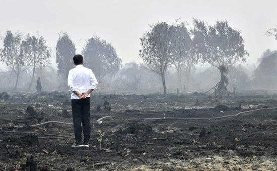 Mức phạt đối với các công ty gây cháy rừng tại Indonesia