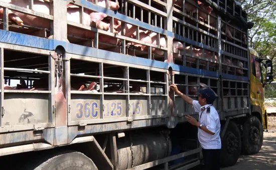 Tập trung ngăn chặn tình trạng vận chuyển lợn qua biên giới