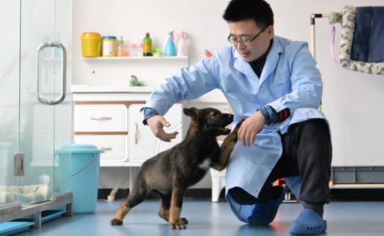 Trung Quốc nhân bản chó vô tính bổ sung vào lực lượng cảnh sát