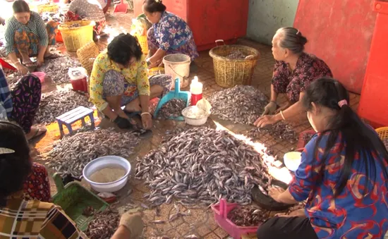 Vào mùa sản xuất mắm cá chốt