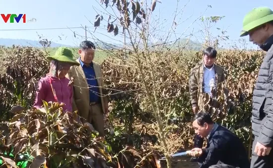 Gần 600ha cà phê ở Sơn La chết cháy do sương muối