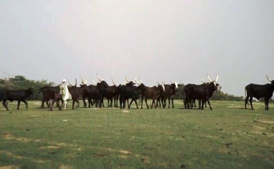 Người du mục Fulani - Một cộng đồng dần biến mất