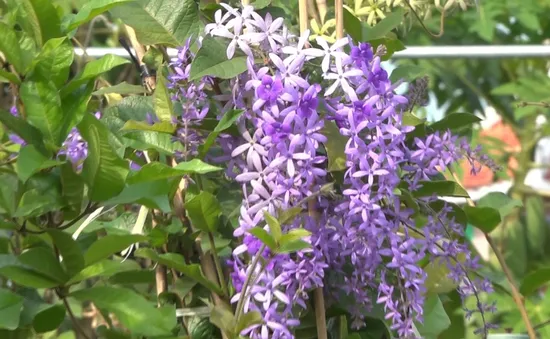 Cây mai xanh tại làng hoa Sa Đéc hút khách
