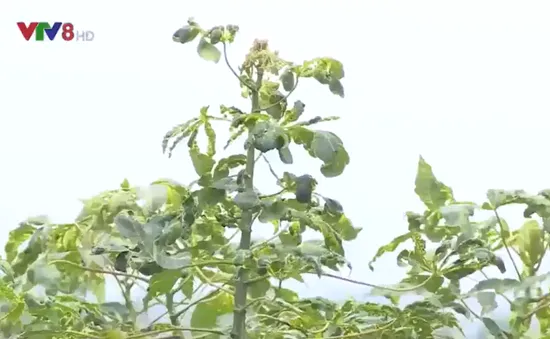 Mất mùa sắn do tích trữ sắn nhiễm bệnh khảm lá