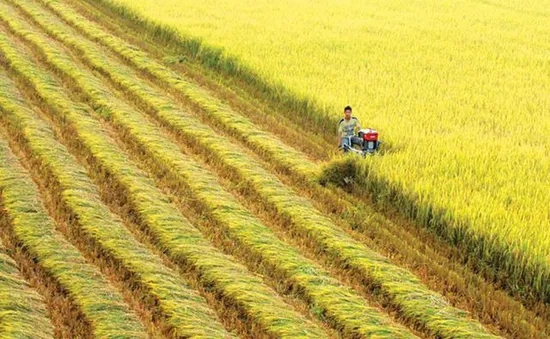 Chuyển đổi trồng lúa ở ĐBSCL: Cần có lộ trình và định hướng