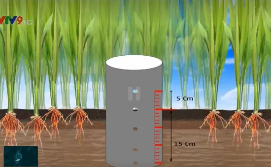 Để cây lúa sống chung với hạn mặn, không ảnh hưởng đến năng suất