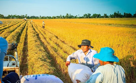 Nhà khoa học - doanh nghiệp hợp tác góp phần hoàn thiện chuỗi sản xuất gạo