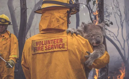 Hàng nghìn con gấu Koala chết do cháy rừng tại Australia