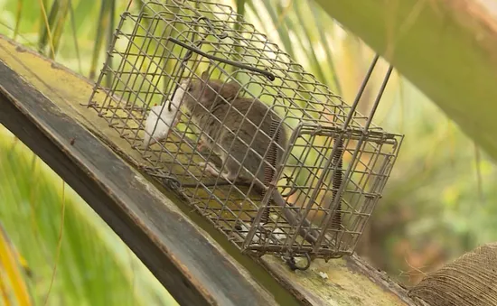 Nghề bẫy chuột trên cây