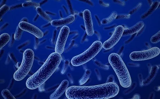 Trò chuyện cùng Dr.ANH: Vai trò của lợi khuẩn Bacillus với sức khỏe con người