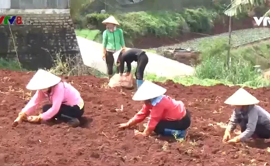 Đà Lạt gieo trồng hơn 2.200 ha giống rau, củ phục vụ thị trường Tết