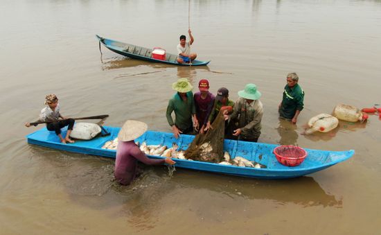 Nông dân Hậu Giang bỏ lúa vụ 3, thả cá lên ruộng