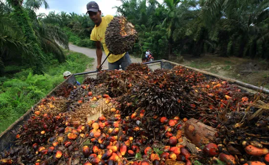 Dầu cọ - Cuộc "đào vàng" thời hiện đại