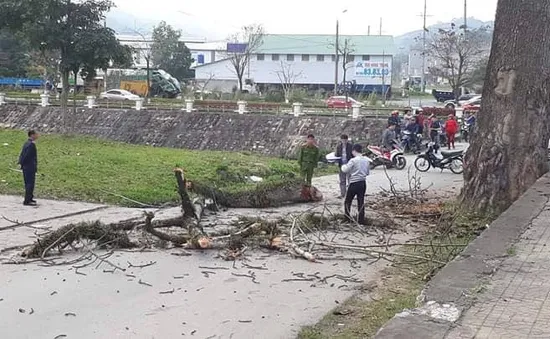 Hy hữu: Cành cây gạo rơi trúng người, nam thanh niên tử vong tại chỗ