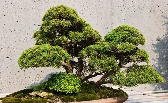 Loạt cây bonsai đắt giá bị đánh cắp, nghệ nhân xin kẻ trộm hãy chăm sóc cây tốt