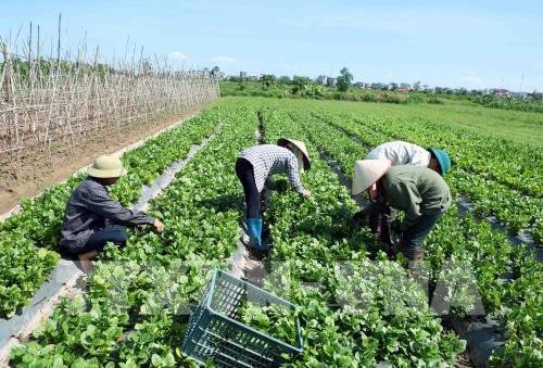 Mô hình hợp tác - Điểm sáng về kinh tế nông nghiệp