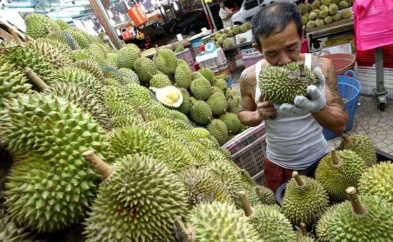 "Cơn sốt" sầu riêng đe dọa các cánh rừng nhiệt đới tại Malaysia