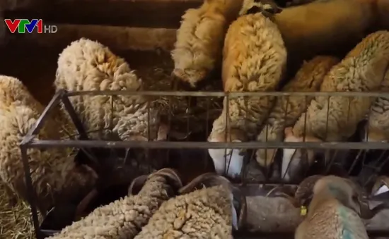 Độc đáo Tết hiến sinh cừu của người Maroc