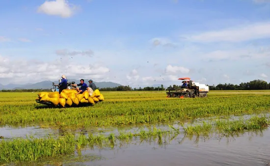 Giá lúa ở ĐBSCL cải thiện sau chỉ đạo mua tạm trữ của Chính phủ