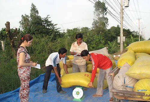 Chung tay hỗ trợ nông dân tiêu thụ lúa Đông Xuân