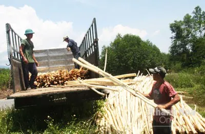 Gỗ nguyên liệu giấy tăng, người trồng rừng ồ ạt bán keo non