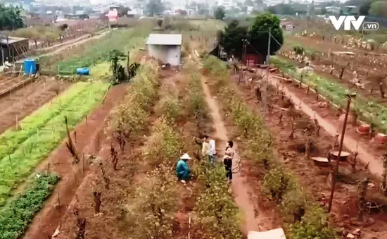 Làng hoa đào Nhật Tân sau Tết