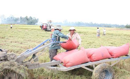 Giá lúa Đông Xuân giảm do đóng cống ngăn mặn