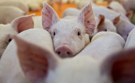 Ảnh hưởng từ dịch tả, giá lợn tại Khánh Hòa giảm