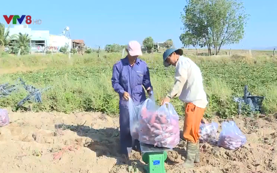 Lâm Đồng "giải cứu" khoai lang Gia Lai