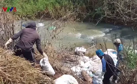 Thu gom, tiêu hủy hàng trăm xác heo dọc suối Đa Me và Cam Ly