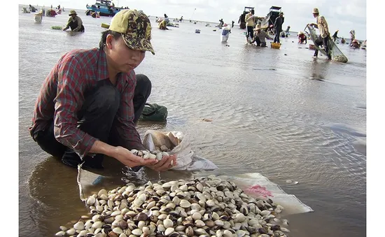 Độ mặn tăng cao, hơn 100 tấn nghêu bị chết ở Bến Tre