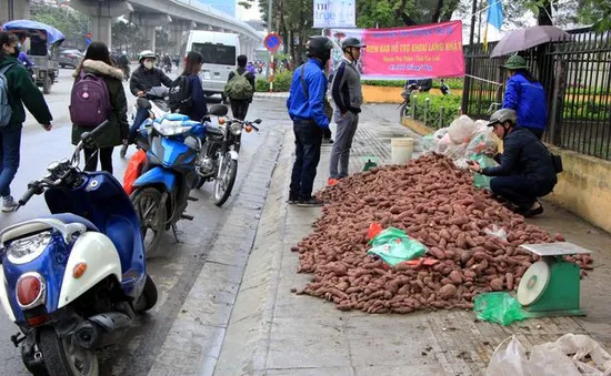 Thông tin khoai lang có chất kích thích tăng trưởng - Không có cơ sở khoa học