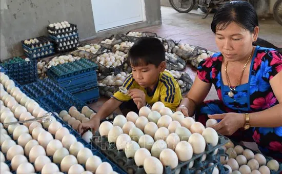 Trứng vịt xuống giá, người nuôi gặp nhiều khó khăn