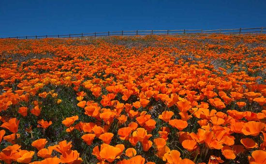 Thung lũng hoa anh túc khổng lồ đua nở tại California