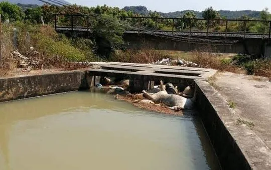 Phát hiện nhiều xác lợn chết ở dưới hồ nước tại Khánh Hòa
