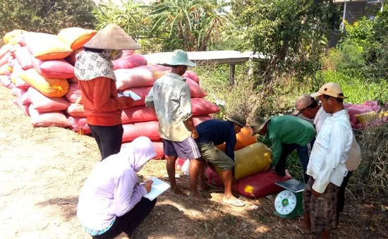 Liên kết doanh nghiệp - nhà nông để giảm bớt khâu trung gian thu mua lúa