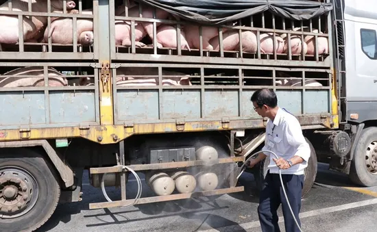 Dịch tả lợn châu Phi: Hà Nội hỗ trợ nông dân thiệt hại cao hơn 1,8 lần giá thị trường