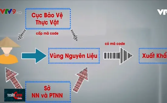 Bất cập việc cấp mã code trái cây xuất khẩu