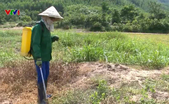 Bất chấp hậu quả, nông dân phun thuốc diệt cỏ tràn lan