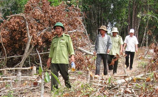 Nguy cơ cháy rừng ở Phú Yên đang ở cấp cực kỳ nguy hiểm