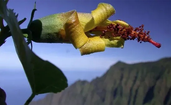 Thiết bị bay không người lái bất ngờ phát hiện loài hoa ở Hawaii được cho đã tuyệt chủng