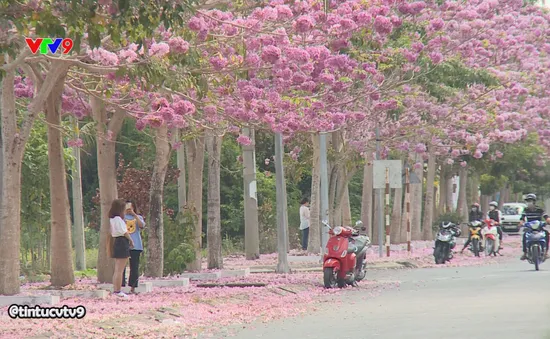 Lãng mạn sắc hoa kèn hồng